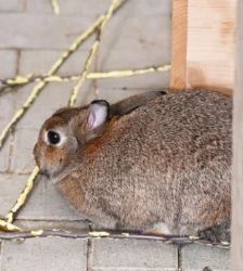 Floki, Lisa, Lilly & Nr 5 – Löwenköpfchen, Zwergwidder, Mix, Männchen, Alter unbekannt, 13057 Berlin – Foto 3