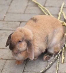 Floki, Lisa, Lilly & Nr 5 – Löwenköpfchen, Zwergwidder, Mix, Männchen, Alter unbekannt, 13057 Berlin – Foto 4