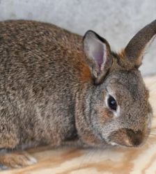 Floki, Lisa, Lilly & Nr 5 – Löwenköpfchen, Zwergwidder, Mix, Männchen, Alter unbekannt, 13057 Berlin – Foto 5