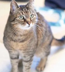 Bertl – EKH, Männchen, 8 Jahre 7 Monate, 13057 Berlin – Foto 2