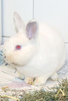 Uranius – Zwergkaninchen, Männchen, Alter unbekannt, 90537 Feucht – Foto 1