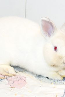 Uranius – Zwergkaninchen, Männchen, Alter unbekannt, 90537 Feucht – Foto 2