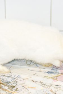 Uranius – Zwergkaninchen, Männchen, Alter unbekannt, 90537 Feucht – Foto 5