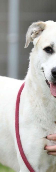 Nagini – Alabai-Mix, Weibchen, 3 Jahre 5 Monate, 13057 Berlin – Foto 1