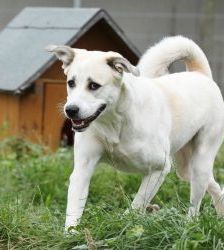 Nagini – Alabai-Mix, Weibchen, 3 Jahre 5 Monate, 13057 Berlin – Foto 2