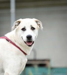 Nagini – Alabai-Mix, Weibchen, 3 Jahre 5 Monate, 13057 Berlin – Foto 3