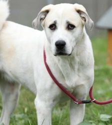 Nagini – Alabai-Mix, Weibchen, 3 Jahre 5 Monate, 13057 Berlin – Foto 4