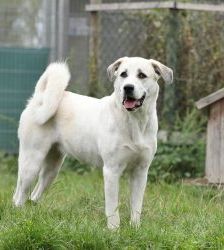 Nagini – Alabai-Mix, Weibchen, 3 Jahre 5 Monate, 13057 Berlin – Foto 6