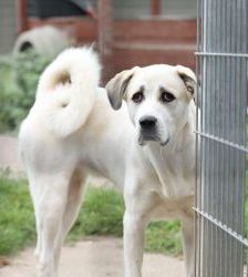 Nagini – Alabai-Mix, Weibchen, 3 Jahre 5 Monate, 13057 Berlin – Foto 7