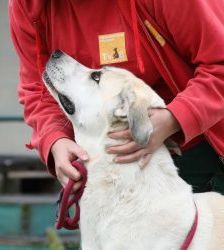 Nagini – Alabai-Mix, Weibchen, 3 Jahre 5 Monate, 13057 Berlin – Foto 8