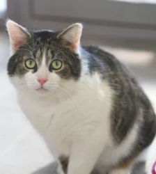 Nino – EKH, Männchen, Alter unbekannt, 13057 Berlin – Foto 2