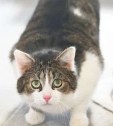 Nino – EKH, Männchen, Alter unbekannt, 13057 Berlin – Foto 3