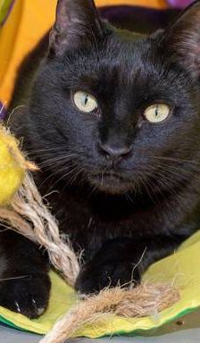 Nicky – EKH, Männchen, 2 Jahre 6 Monate, 65520 Bad Camberg – Foto 1
