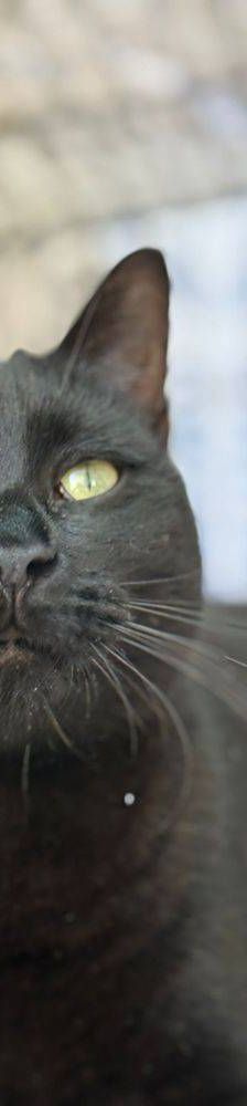 Nicky – EKH, Männchen, 2 Jahre 6 Monate, 65520 Bad Camberg – Foto 4