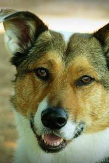 Oskar – Mischling, Männchen, 5 Jahre 6 Monate, 65520 Bad Camberg – Foto 1