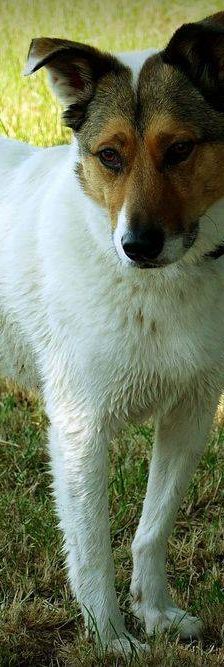 Oskar – Mischling, Männchen, 5 Jahre 6 Monate, 65520 Bad Camberg – Foto 2
