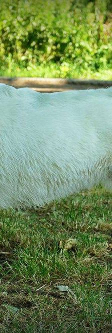 Oskar – Mischling, Männchen, 5 Jahre 6 Monate, 65520 Bad Camberg – Foto 3