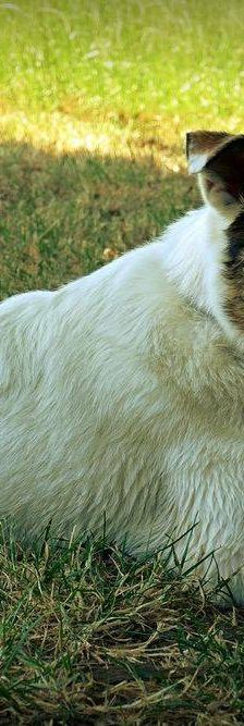Oskar – Mischling, Männchen, 5 Jahre 6 Monate, 65520 Bad Camberg – Foto 4