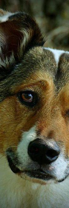 Oskar – Mischling, Männchen, 5 Jahre 6 Monate, 65520 Bad Camberg – Foto 6