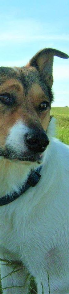 Oskar – Mischling, Männchen, 5 Jahre 6 Monate, 65520 Bad Camberg – Foto 7