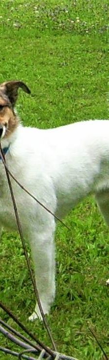 Oskar – Mischling, Männchen, 5 Jahre 6 Monate, 65520 Bad Camberg – Foto 9