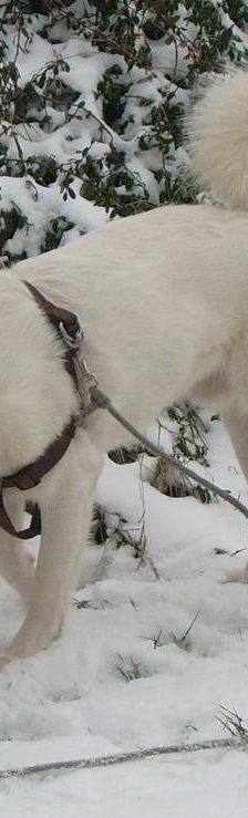 Oskar – Mischling, Männchen, 5 Jahre 6 Monate, 65520 Bad Camberg – Foto 10