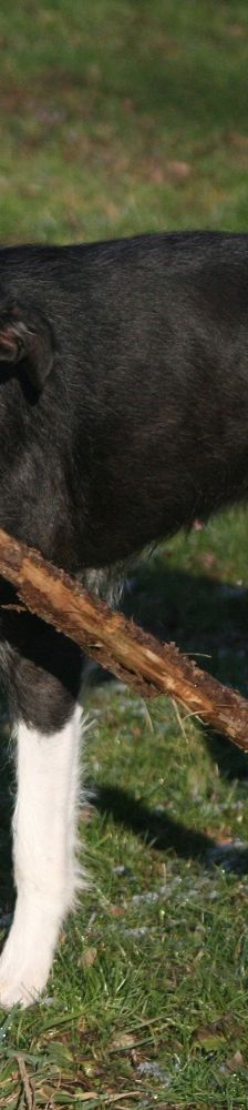 Kira – Hund, Unbekannt, Alter unbekannt, 97074 Würzburg – Foto 1
