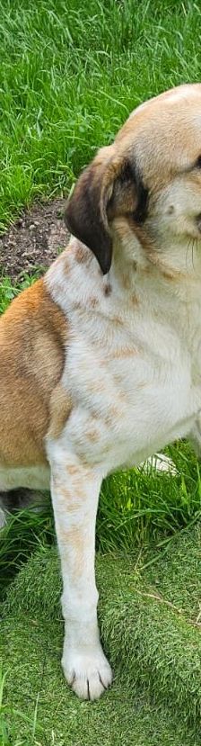 Marley – Mischling, Männchen, Alter unbekannt, 97816 Lohr – Foto 1