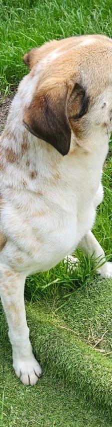 Marley – Mischling, Männchen, Alter unbekannt, 97816 Lohr – Foto 2