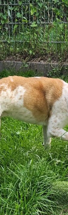 Marley – Mischling, Männchen, Alter unbekannt, 97816 Lohr – Foto 3