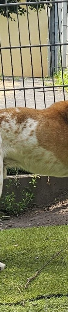Marley – Mischling, Männchen, Alter unbekannt, 97816 Lohr – Foto 4