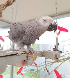 Coco – Graupapagei, Männchen, 21 Jahre, 13057 Berlin – Foto 11