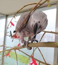 Coco – Graupapagei, Männchen, 21 Jahre, 13057 Berlin – Foto 15