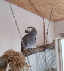 Coco – Graupapagei, Männchen, 21 Jahre, 13057 Berlin – Foto 4