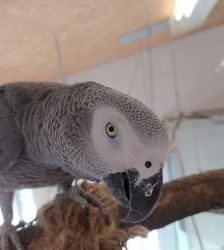 Coco – Graupapagei, Männchen, 21 Jahre, 13057 Berlin – Foto 6