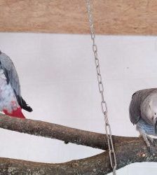 Coco – Graupapagei, Männchen, 21 Jahre, 13057 Berlin – Foto 8