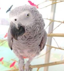 Coco – Graupapagei, Männchen, 21 Jahre, 13057 Berlin – Foto 10