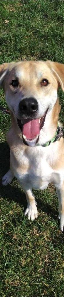 Benny – Labrador-Mix, Männchen, 5 Jahre 7 Monate, 13057 Berlin – Foto 1