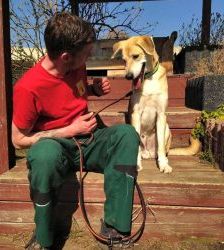 Benny – Labrador-Mix, Männchen, 5 Jahre 7 Monate, 13057 Berlin – Foto 2