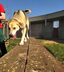 Benny – Labrador-Mix, Männchen, 5 Jahre 7 Monate, 13057 Berlin – Foto 3
