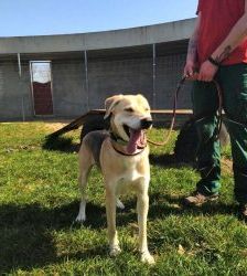 Benny – Labrador-Mix, Männchen, 5 Jahre 7 Monate, 13057 Berlin – Foto 4