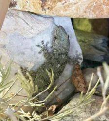 Brösel – Mauergecko, Unbekannt, Alter unbekannt, 13057 Berlin – Foto 2