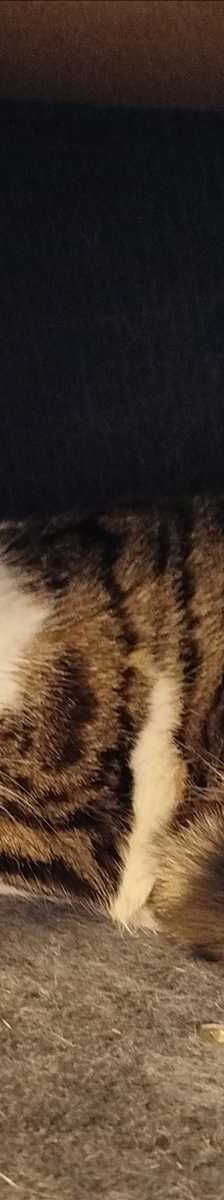Ameos – Europäisch Kurzhaar, Männchen, 1 Jahr, 81829 München – Foto 1