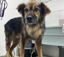 Ringo – Mischling, Männchen, 66 Monate, Nordic Strays e.V. – Foto 1