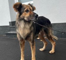 Ringo – Mischling, Männchen, 66 Monate, Nordic Strays e.V. – Foto 2