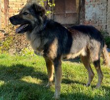 Ringo – Mischling, Männchen, 66 Monate, Nordic Strays e.V. – Foto 3