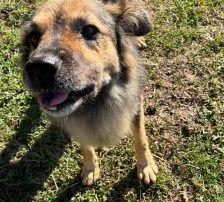 Ringo – Mischling, Männchen, 66 Monate, Nordic Strays e.V. – Foto 4