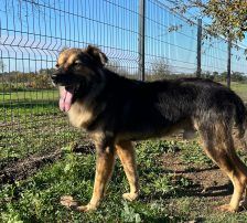 Ringo – Mischling, Männchen, 66 Monate, Nordic Strays e.V. – Foto 5