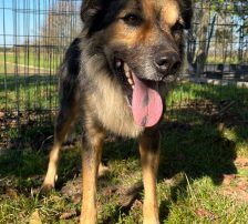 Ringo – Mischling, Männchen, 66 Monate, Nordic Strays e.V. – Foto 6