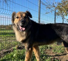 Ringo – Mischling, Männchen, 66 Monate, Nordic Strays e.V. – Foto 7
